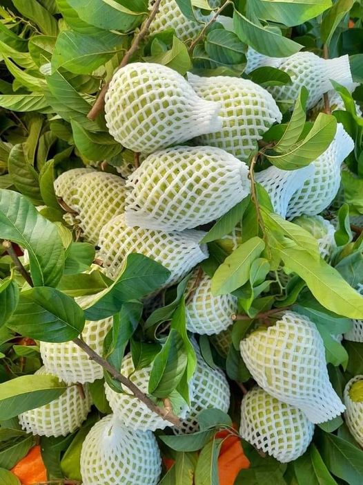 Bao Bì An Khang Bắc Ninh