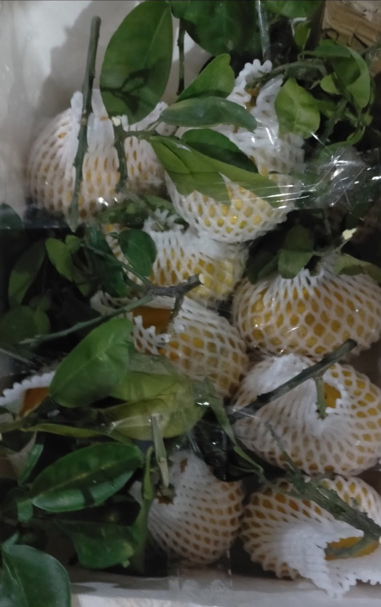 Bao Bì An Khang Bắc Ninh