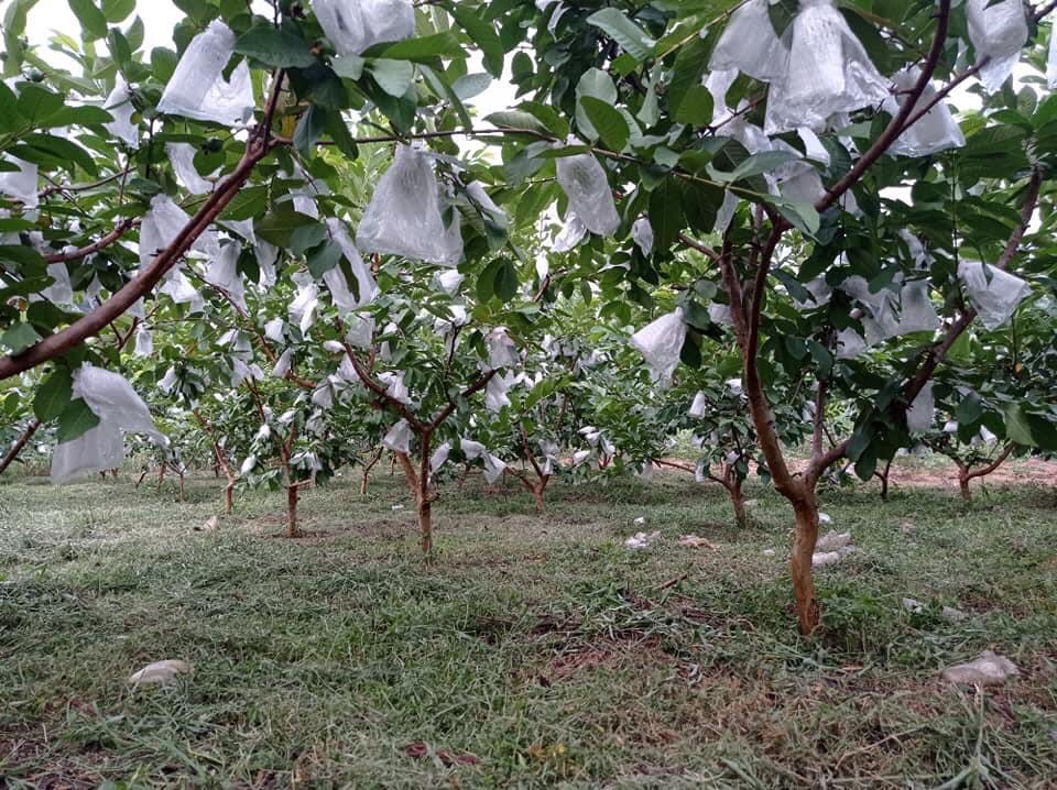 Xốp bọc trái cây tại Bắc Ninh