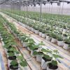Túi vải trồng cây 40x35 có quai