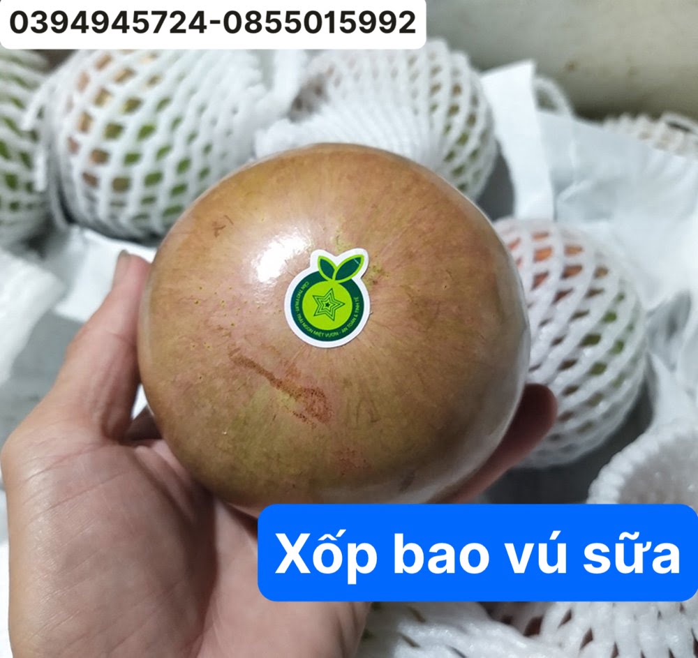 Bao Bì An Khang Bắc Ninh