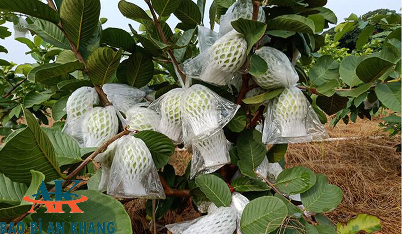 Bao Bì An Khang Bắc Ninh