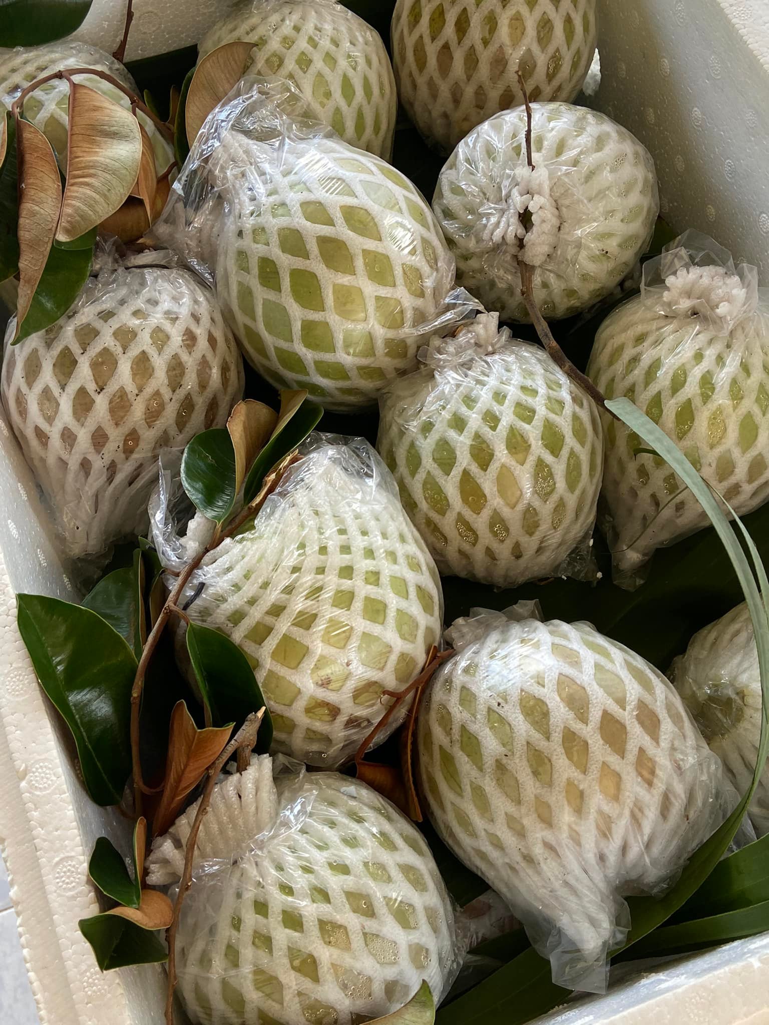 Bao Bì An Khang Bắc Ninh