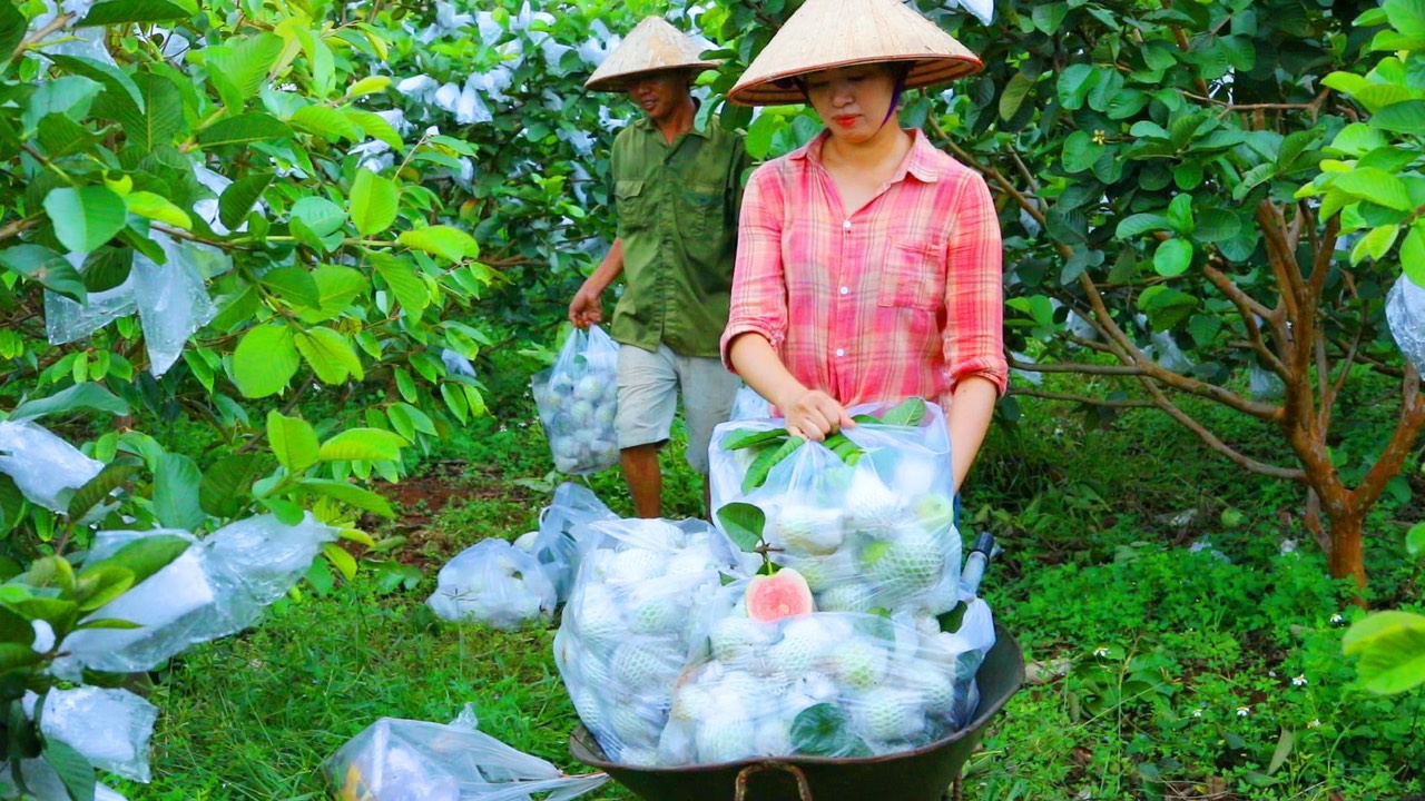 Bao Bì An Khang Bắc Ninh